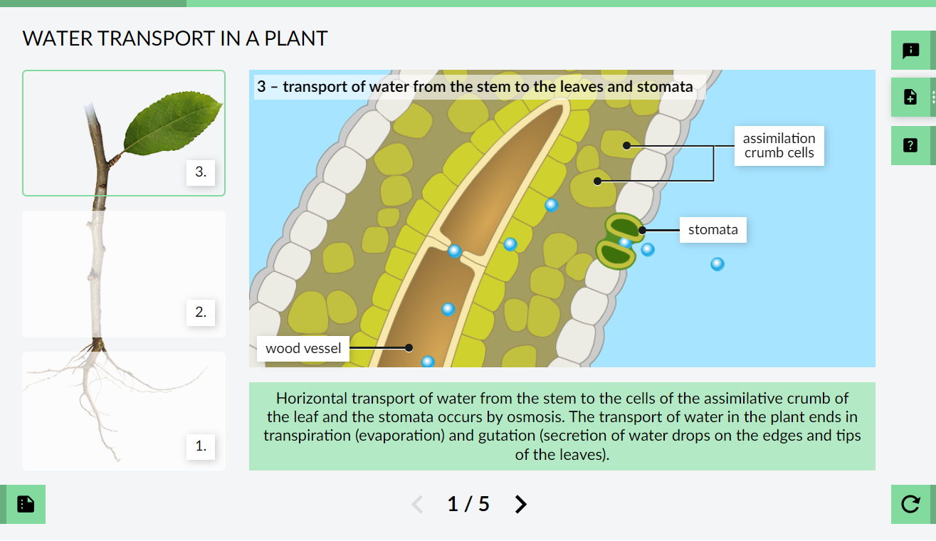 Water transport in a plant: Laboratory